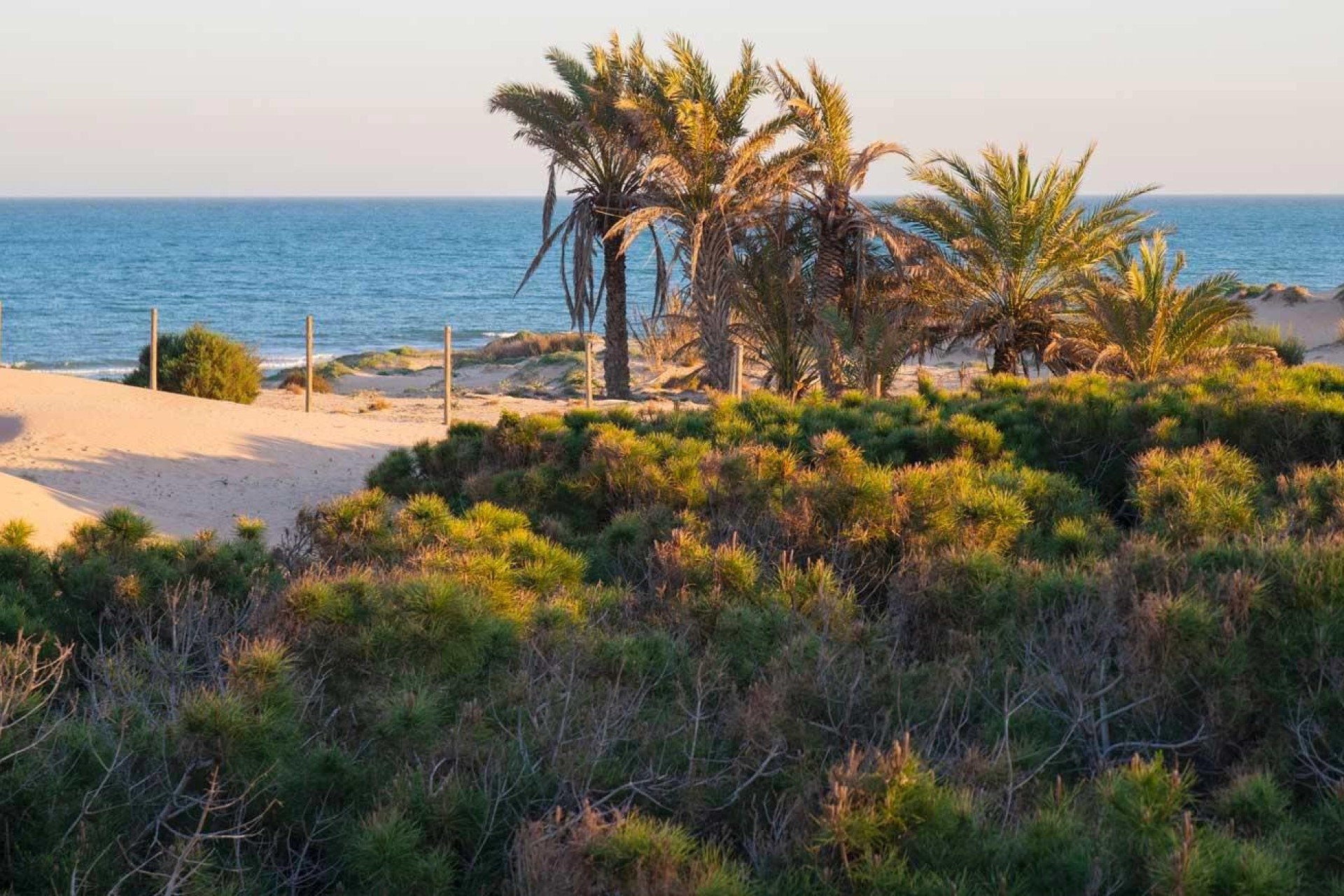 Obra nueva - Apartment - Guardamar del Segura - Avda del Puerto