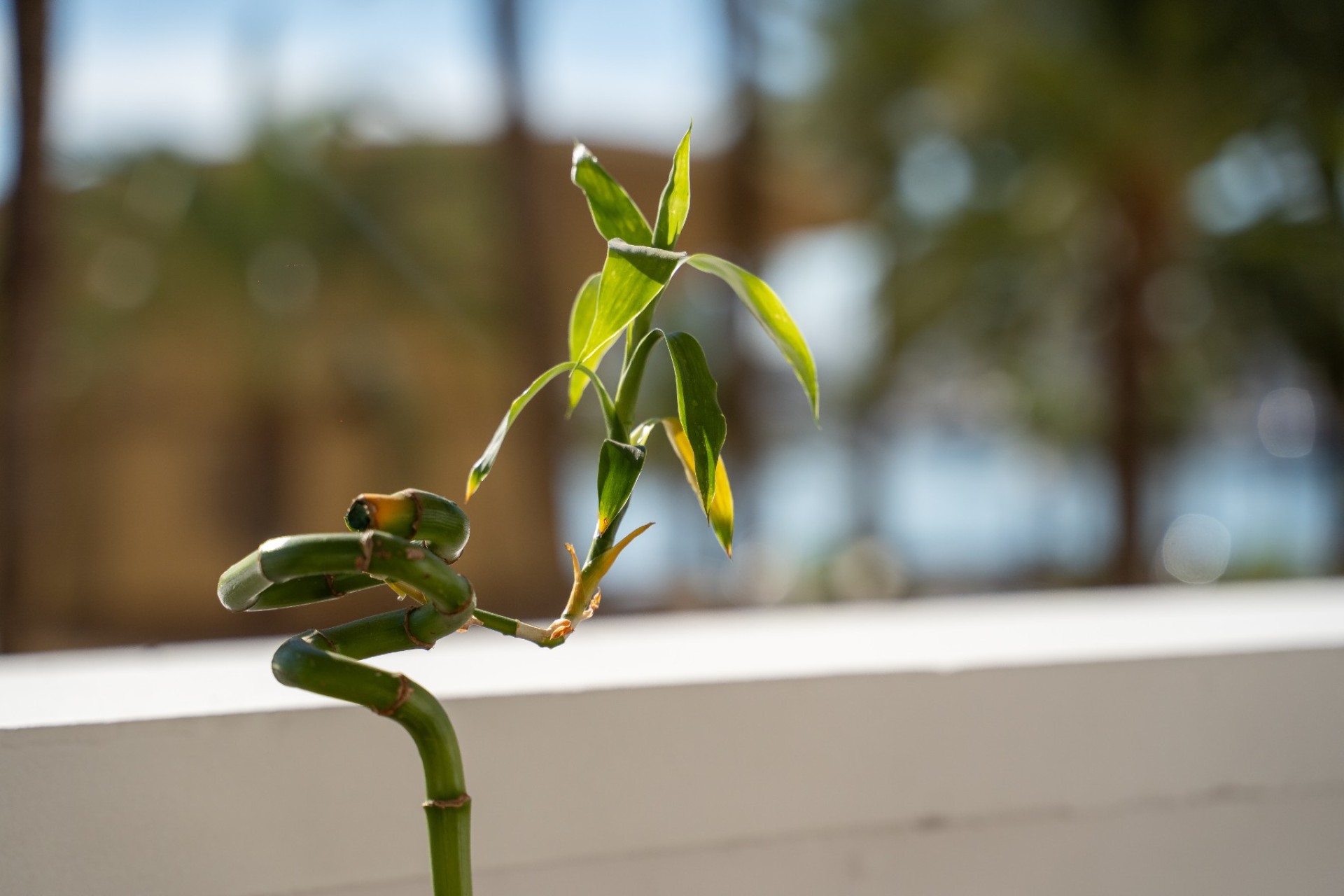 Resale - Apartment - Alicante - Center