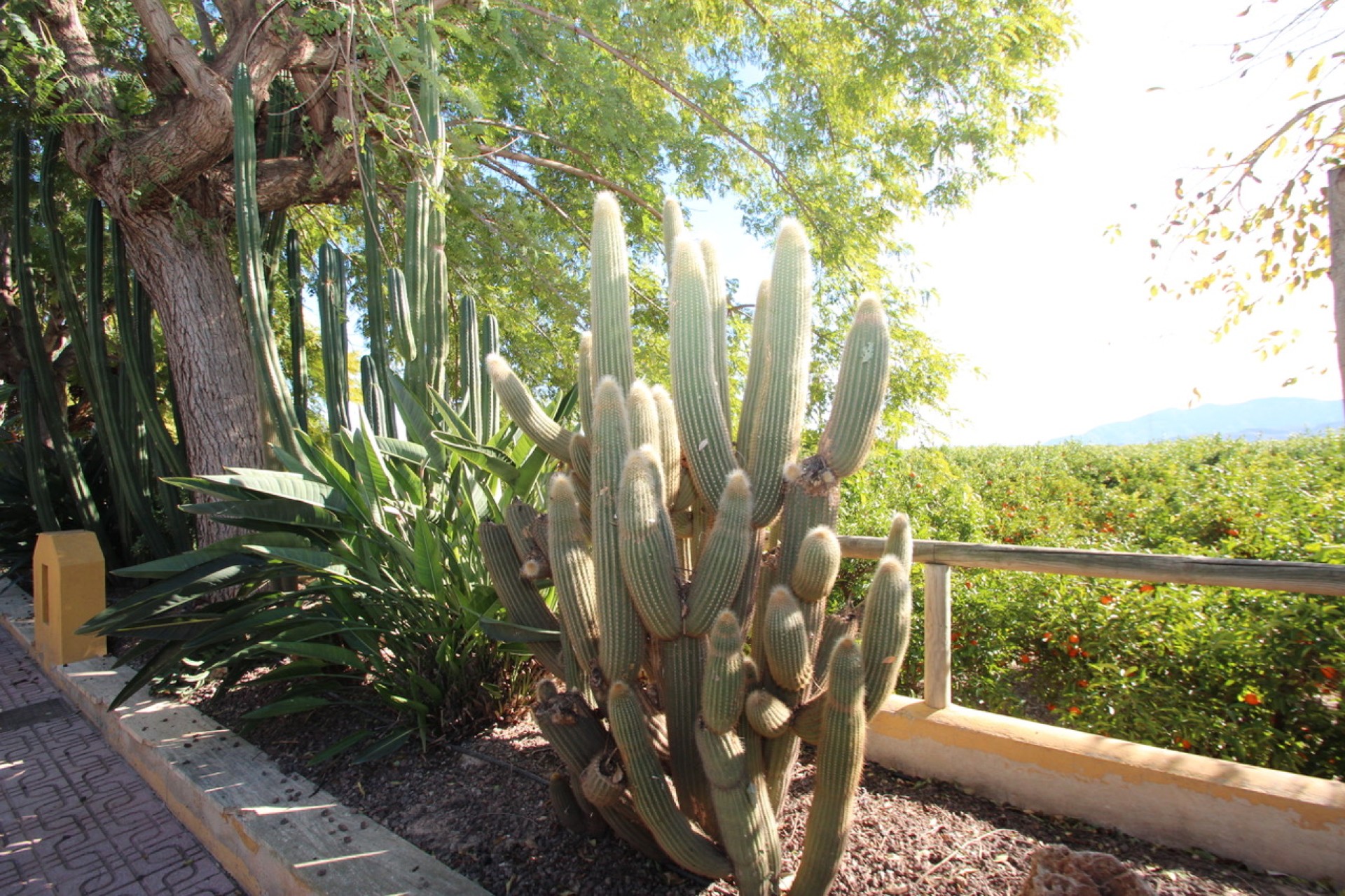 Resale - Finca / Country House - Murcia - Costa Blanca Sur