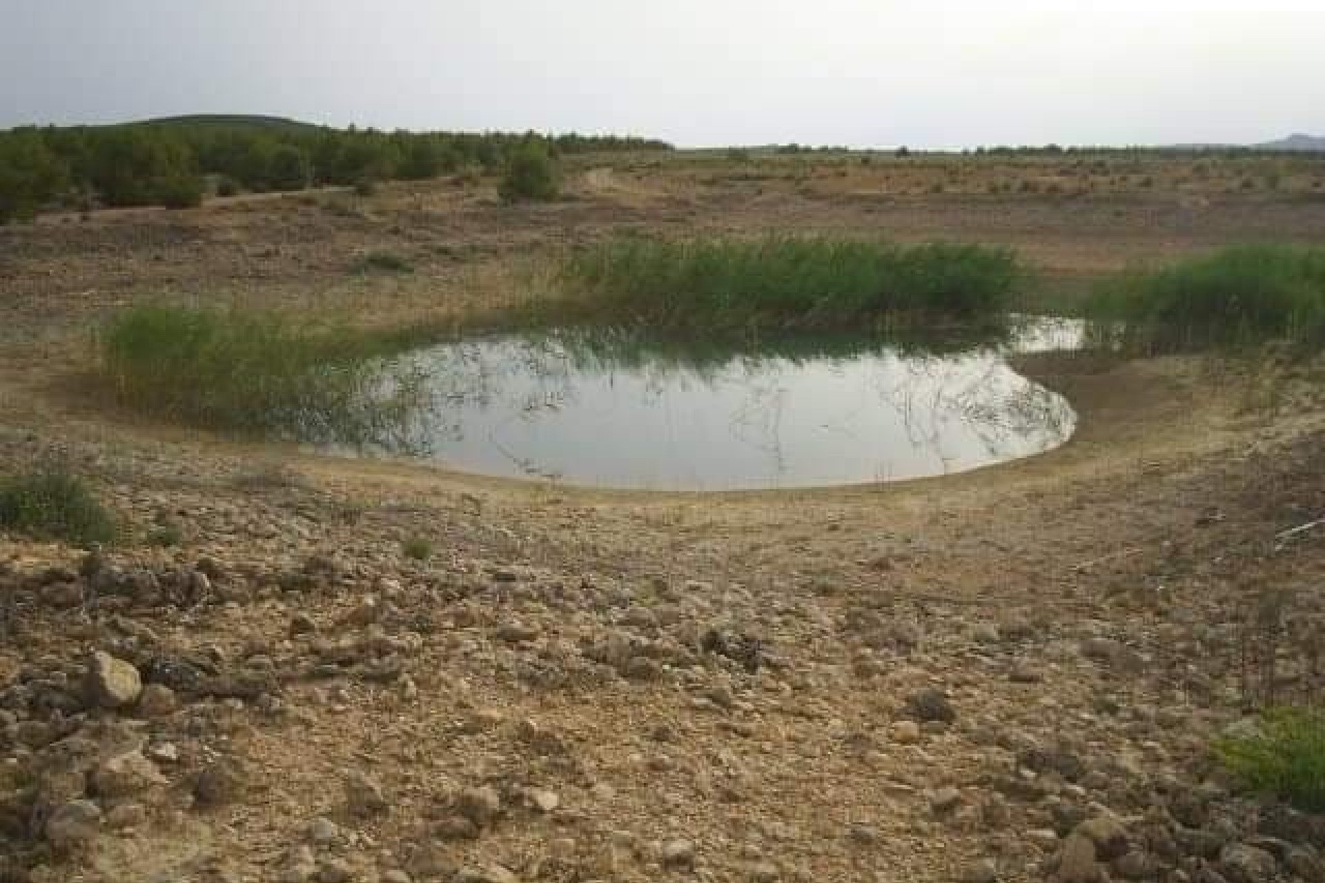 Resale - Land - Yecla