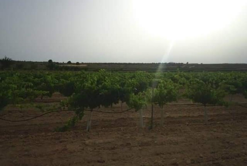 Resale - Land - Yecla