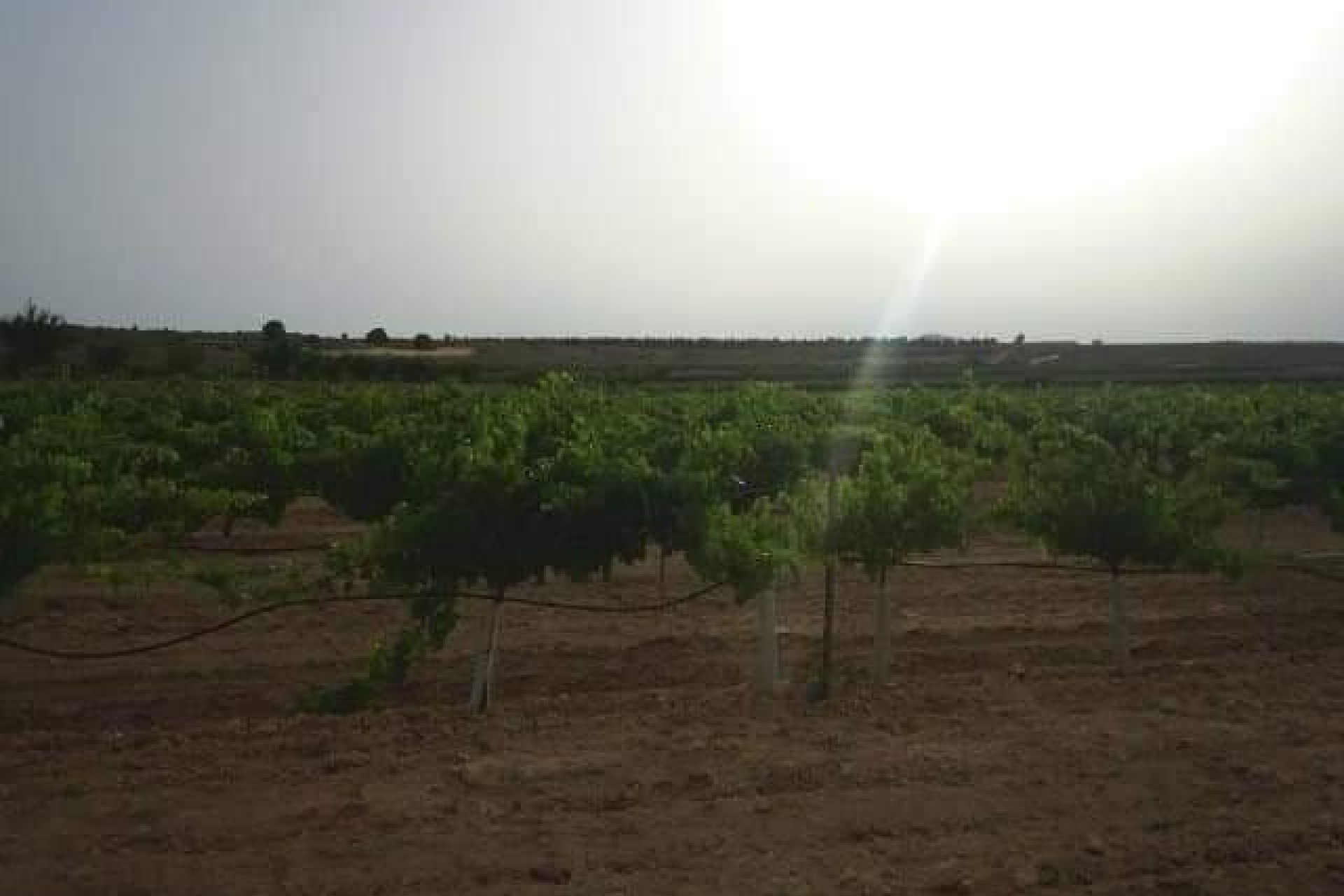 Resale - Land - Yecla