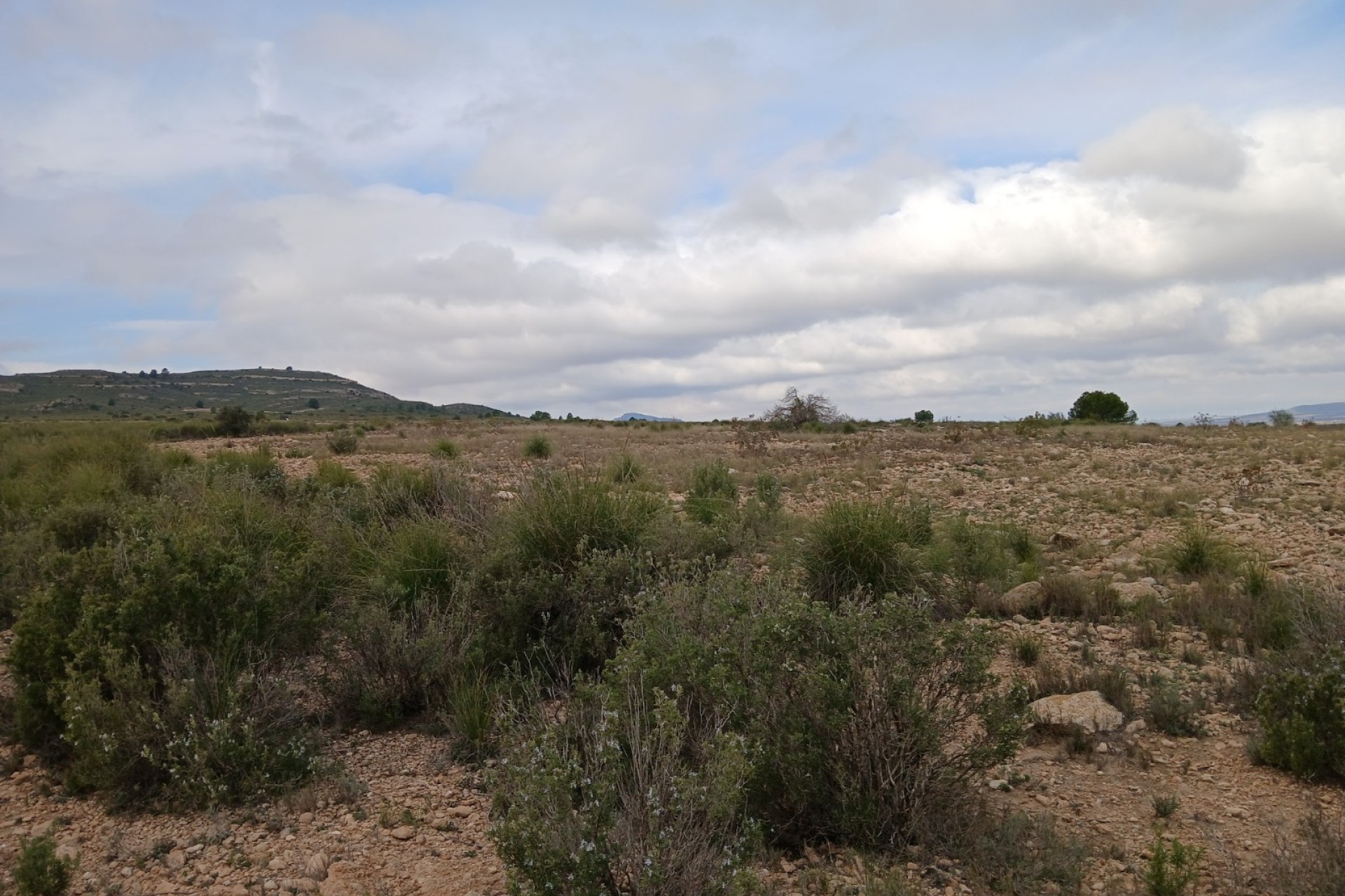 Resale - Land - Yecla