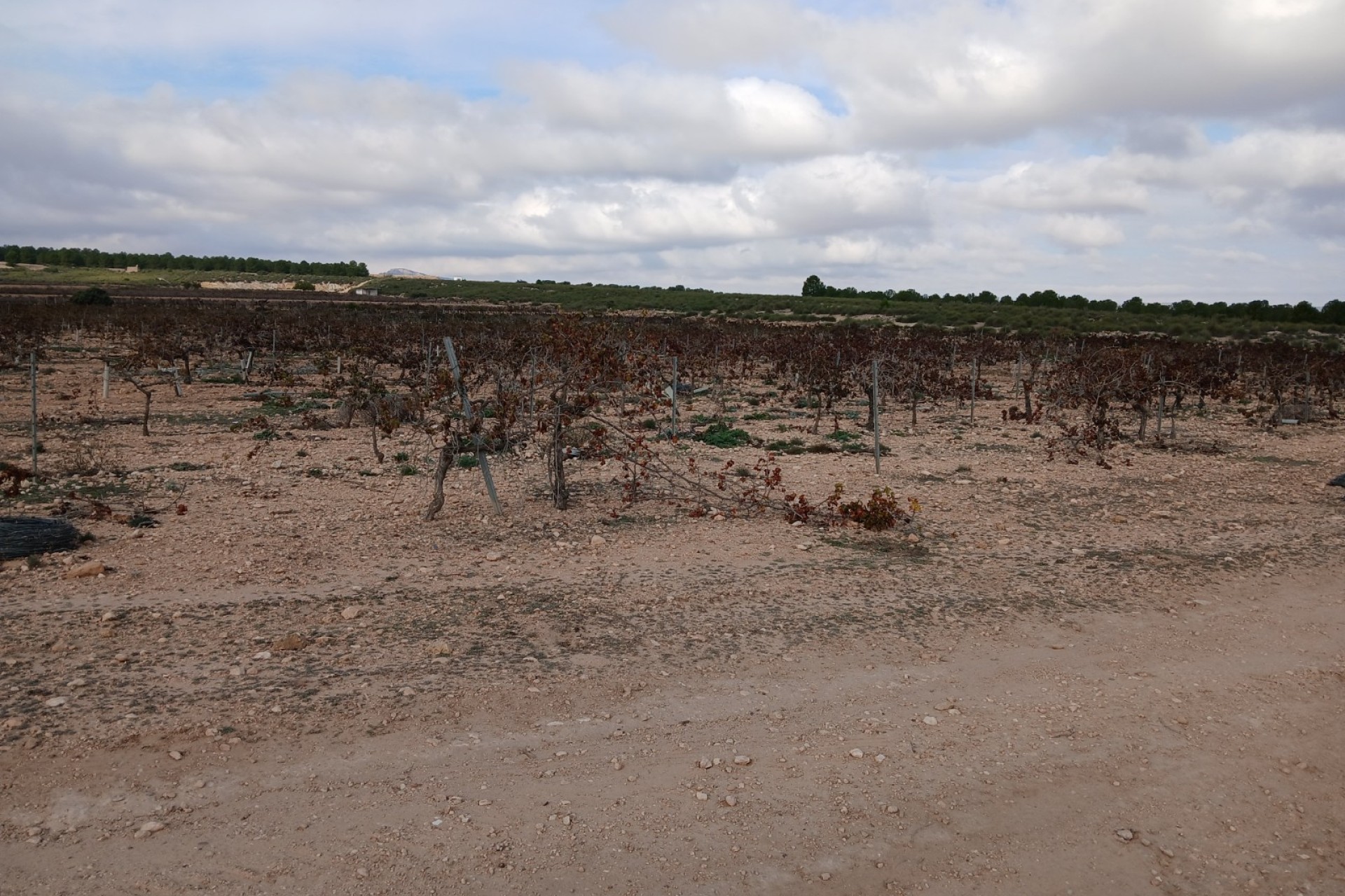 Resale - Land - Yecla