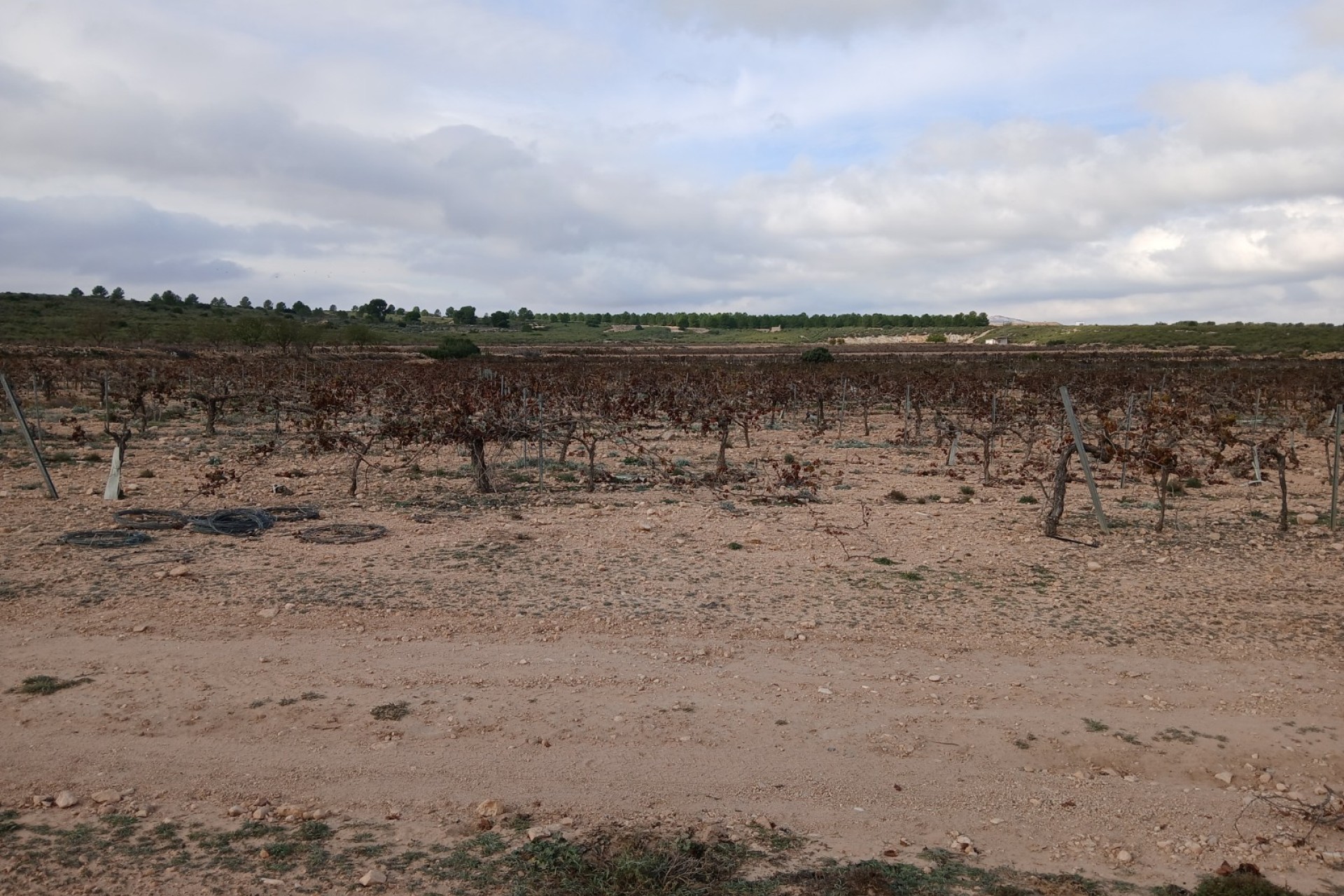 Resale - Land - Yecla