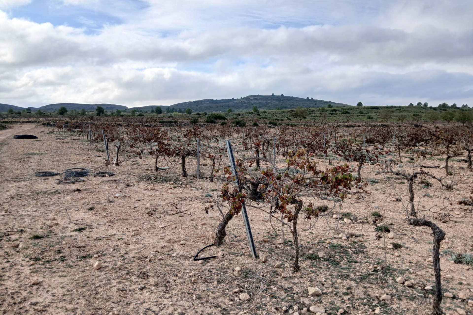 Resale - Land - Yecla