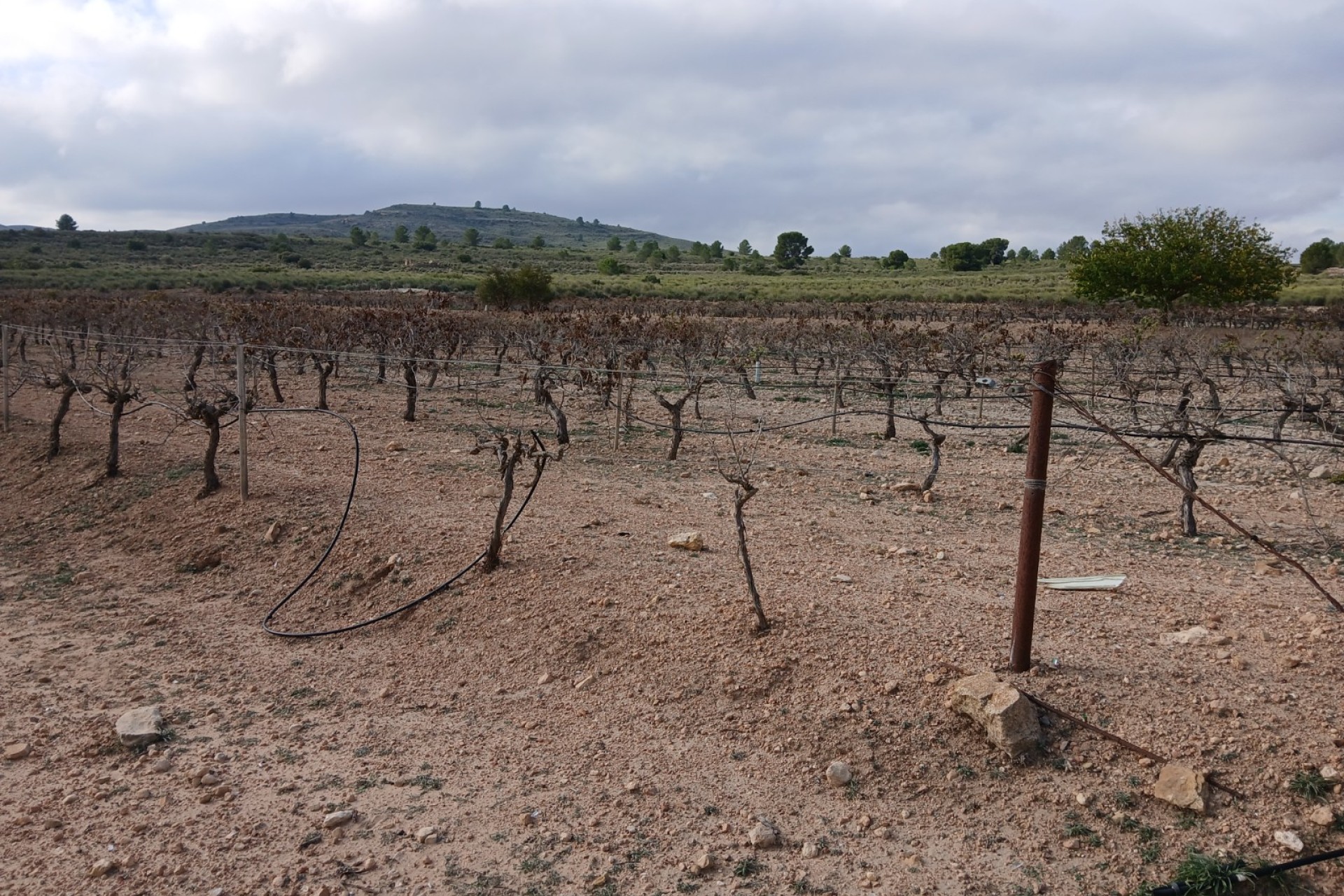 Resale - Land - Yecla