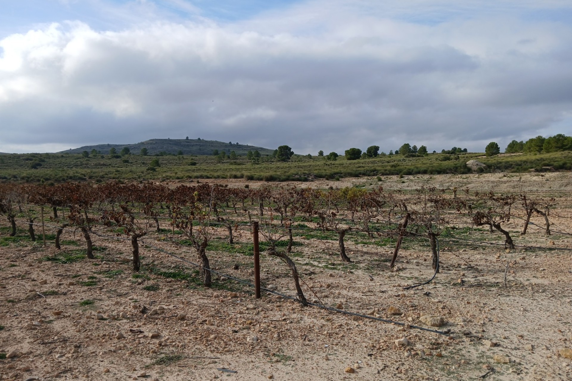 Resale - Land - Yecla