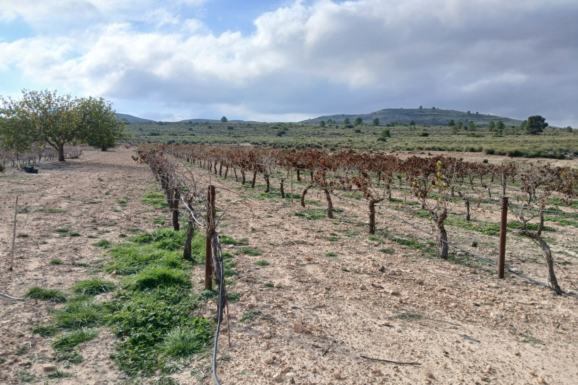 Resale - Land - Yecla