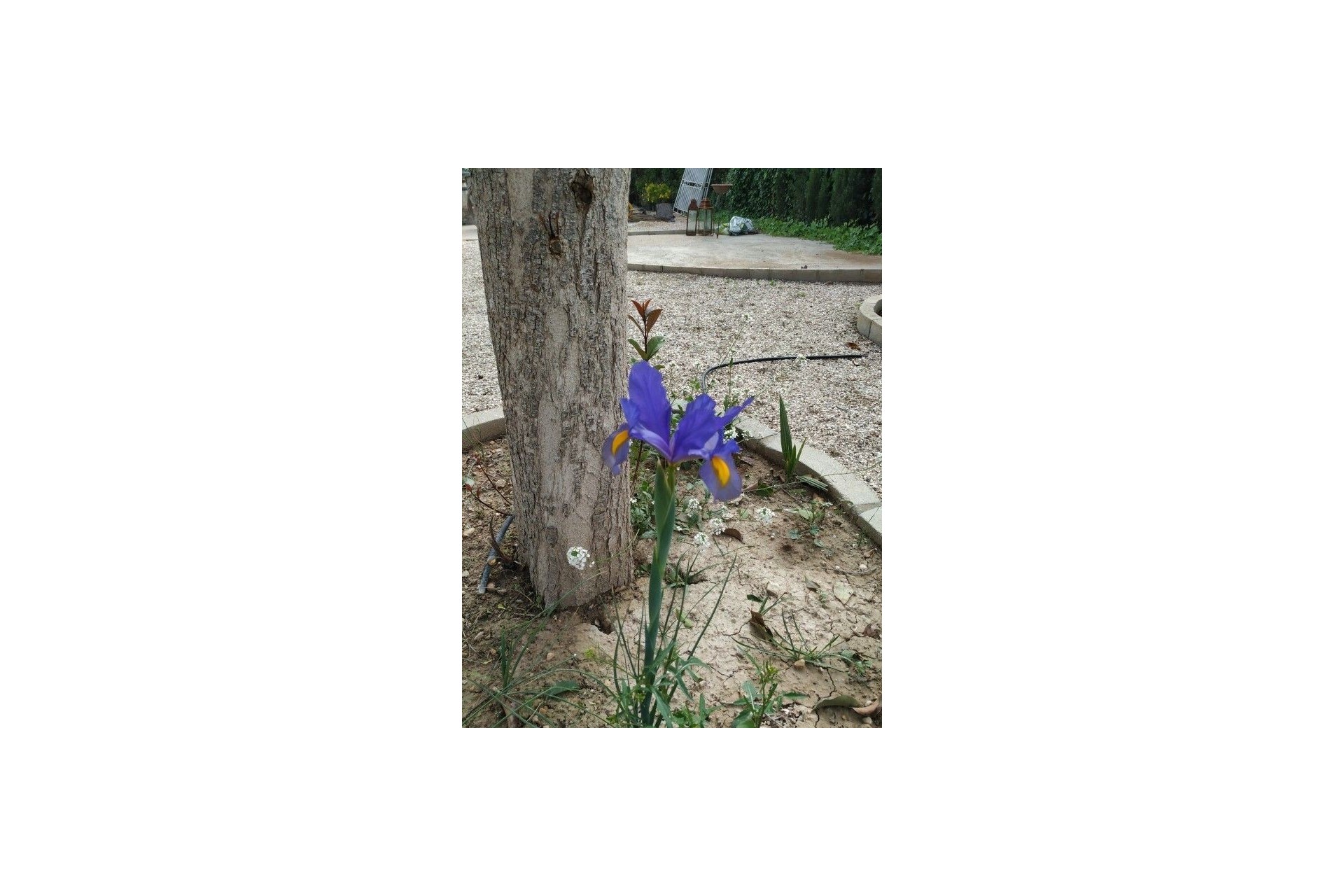 Resale - Villa - Crevillente