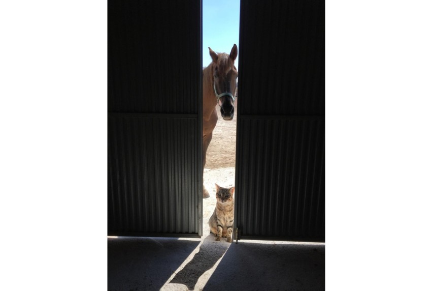 Resale - Villa - Torre Del Rico