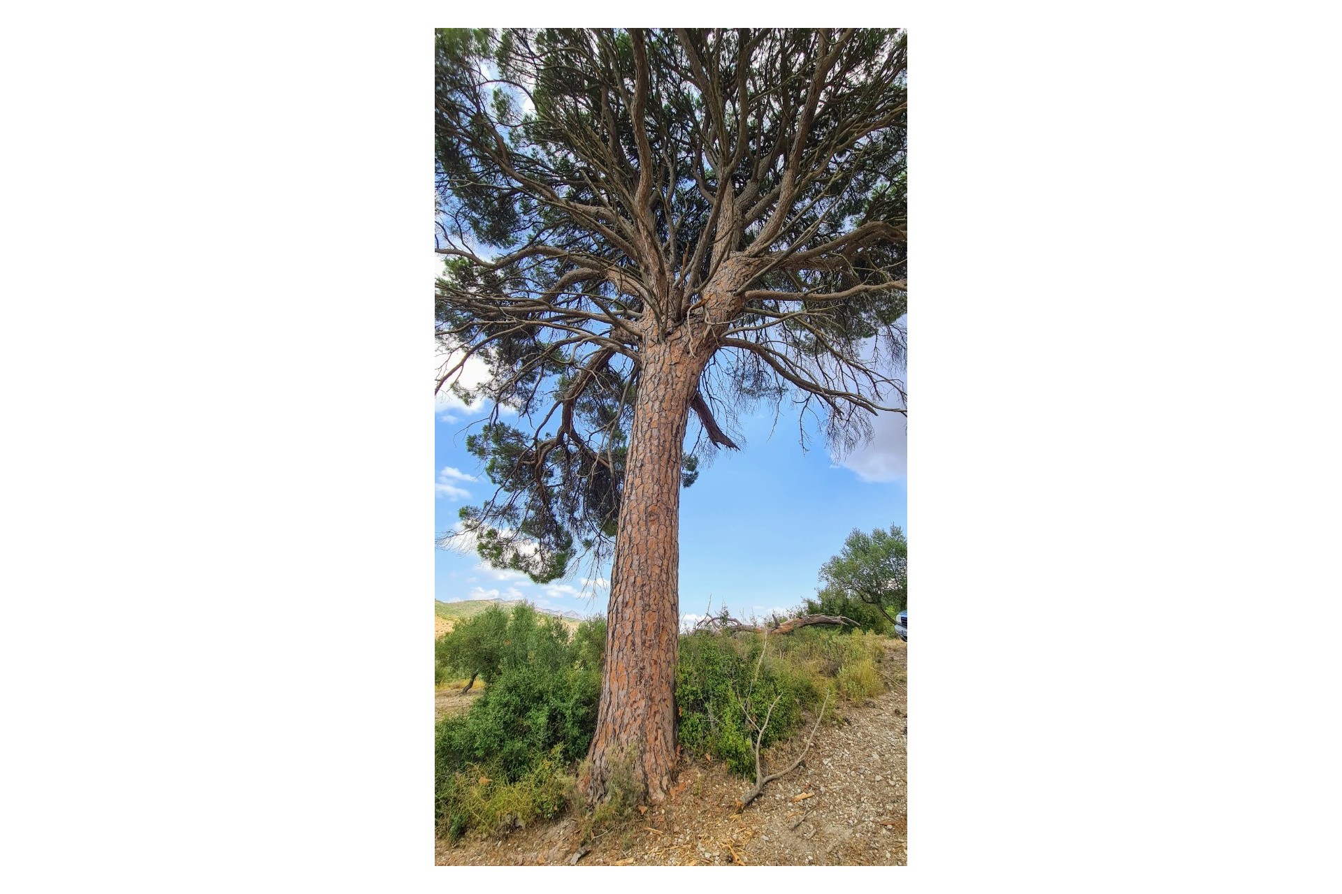 Reventa - Villa - Alcoy - Muro de Alcoy