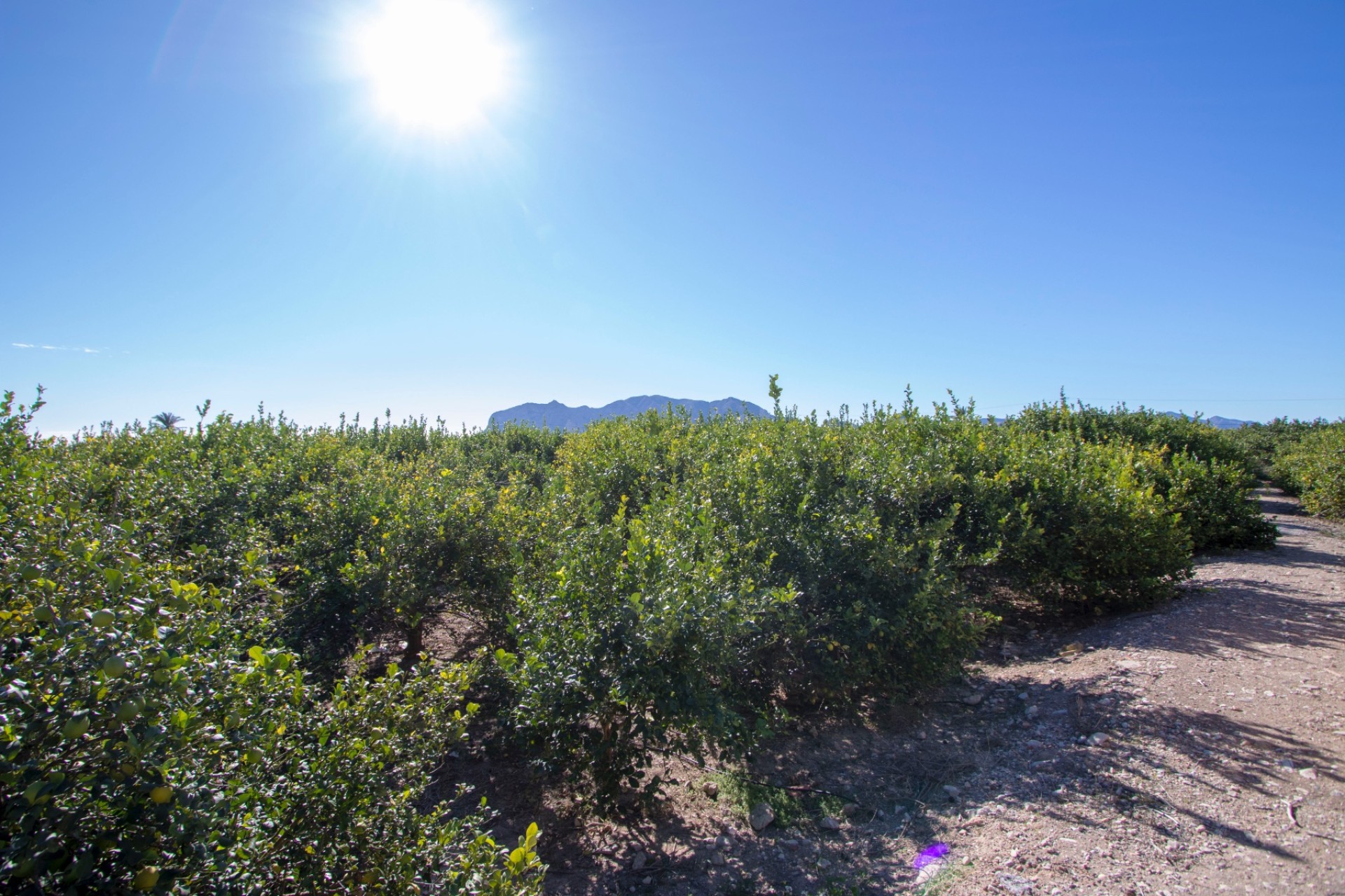 Reventa - Villa - Alicante