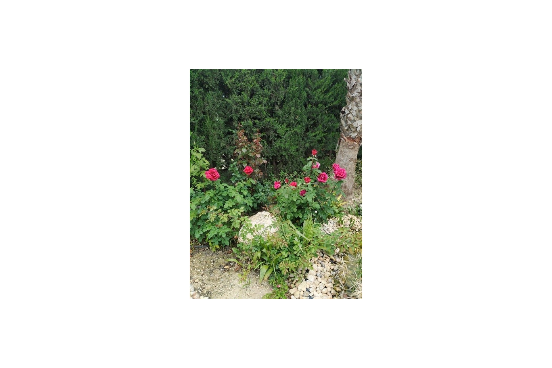 Reventa - Villa - Crevillente