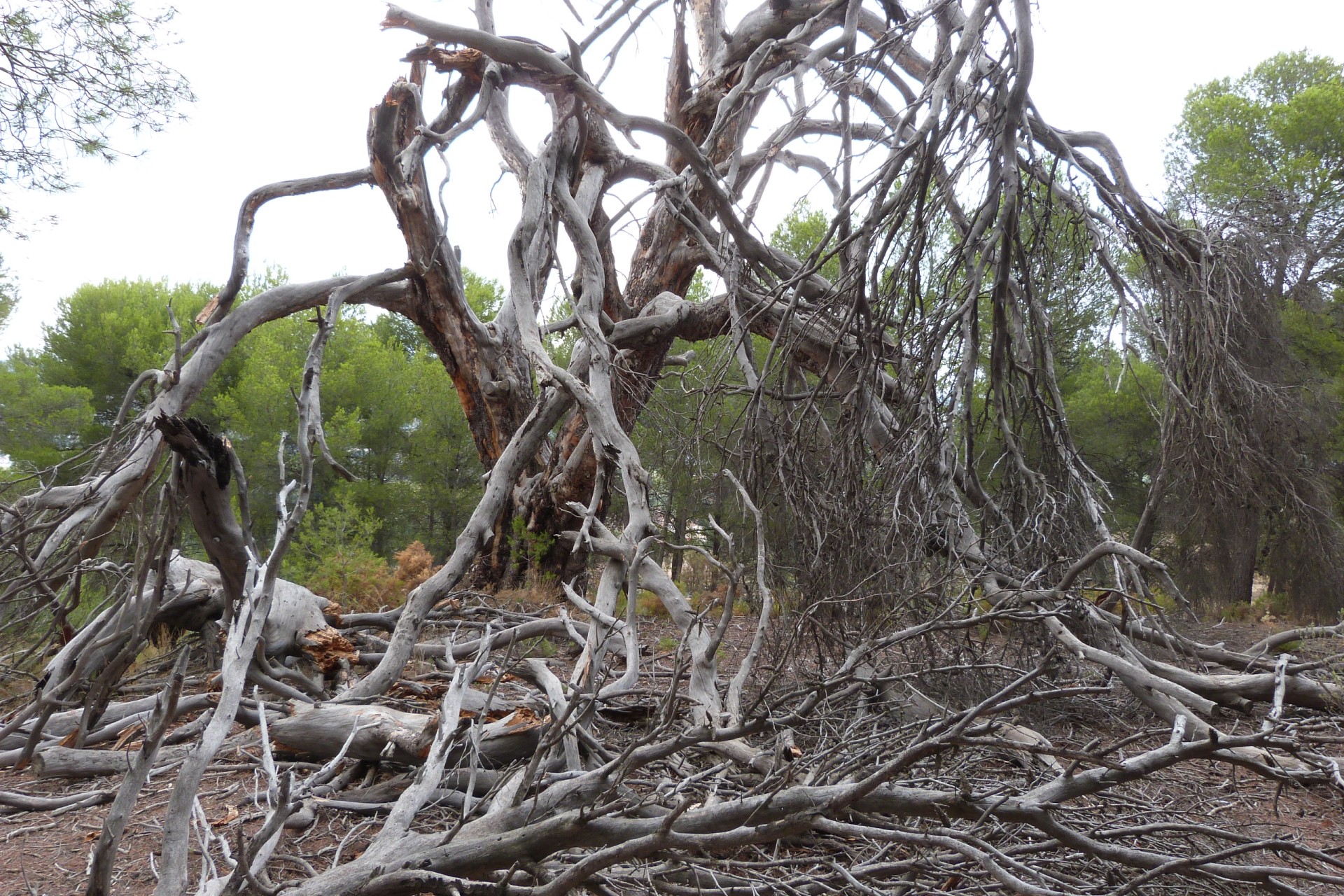 Reventa - Villa - Ibi - Ibi - Country