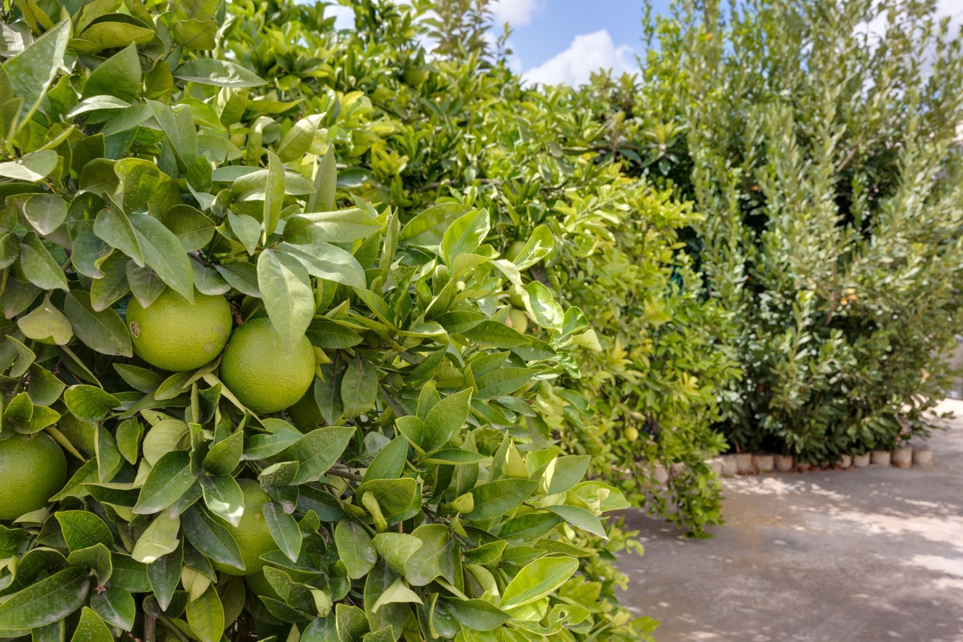 Reventa - Villa - Orihuela