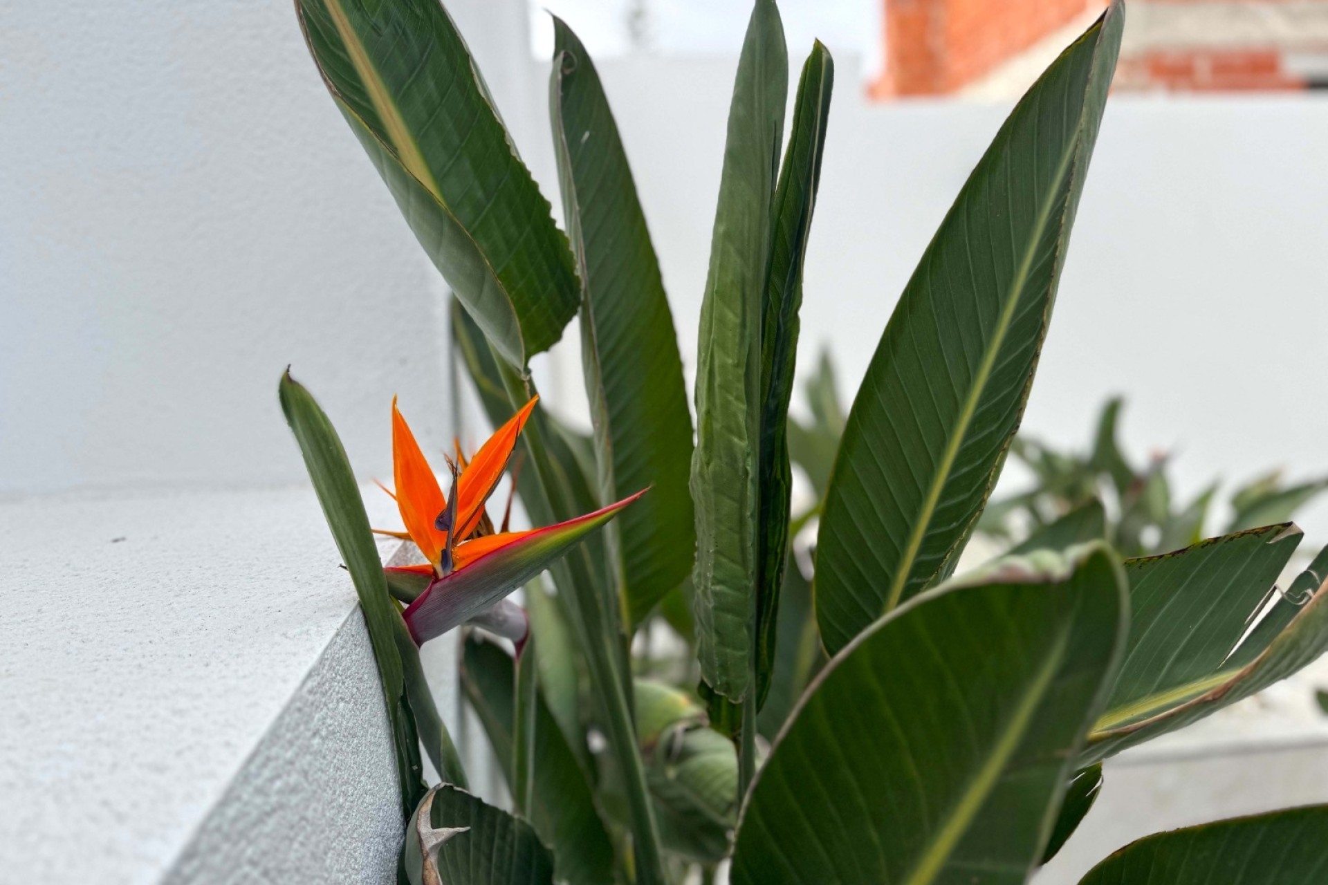 Reventa - Villa - Torrevieja - Los Balcones