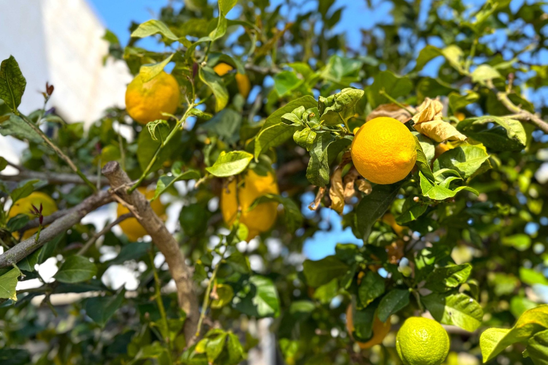 Revente - Villa - Orihuela Costa - Villamartín