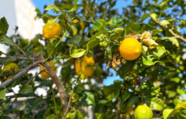 Herverkoop - Villa - Orihuela Costa - Villamartín