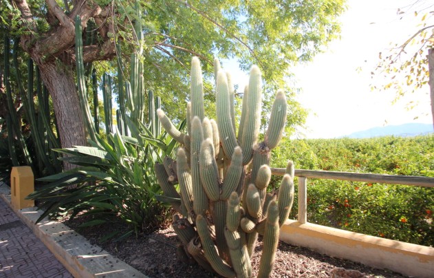 Reventa - Finca / Country House - Murcia - Costa Blanca Sur