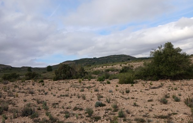 Resale - Land - Yecla