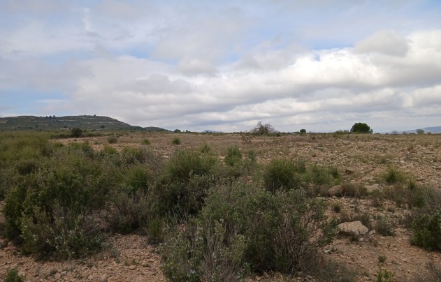 Resale - Land - Yecla