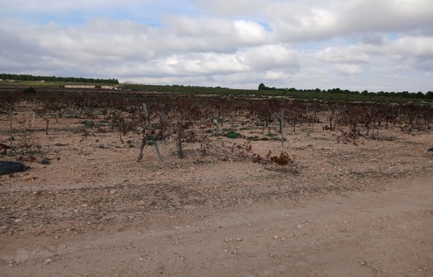 Resale - Land - Yecla