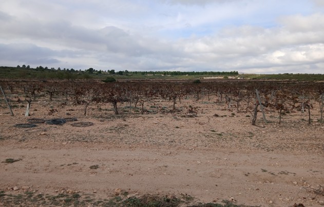 Resale - Land - Yecla