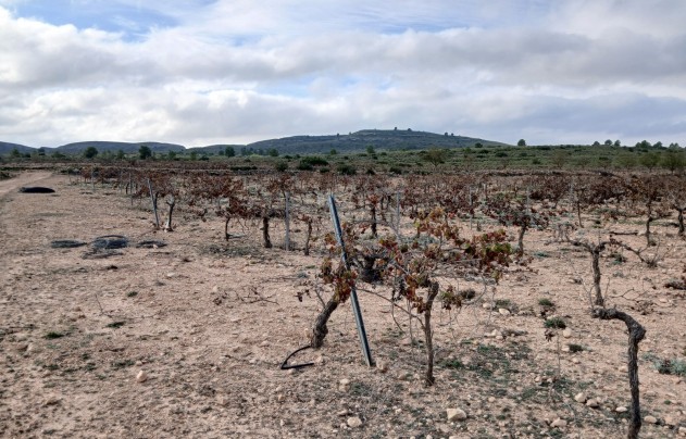 Resale - Land - Yecla