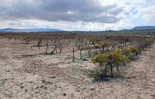 Resale - Land - Yecla