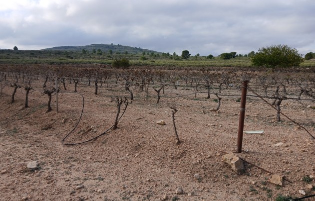 Resale - Land - Yecla