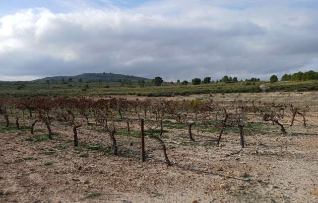 Resale - Land - Yecla