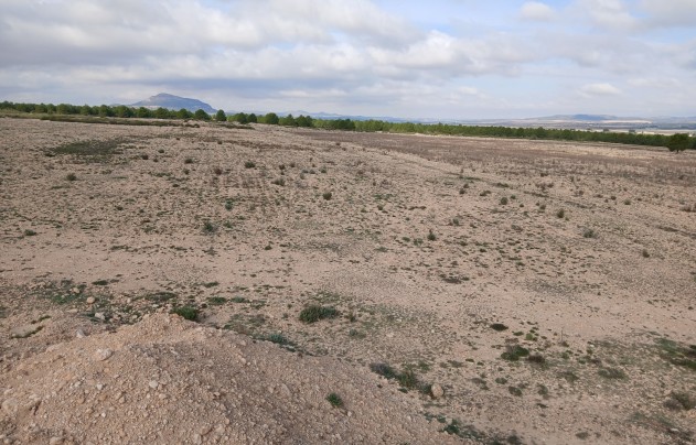 Resale - Land - Yecla