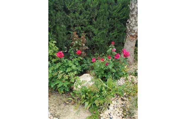 Resale - Villa - Crevillente