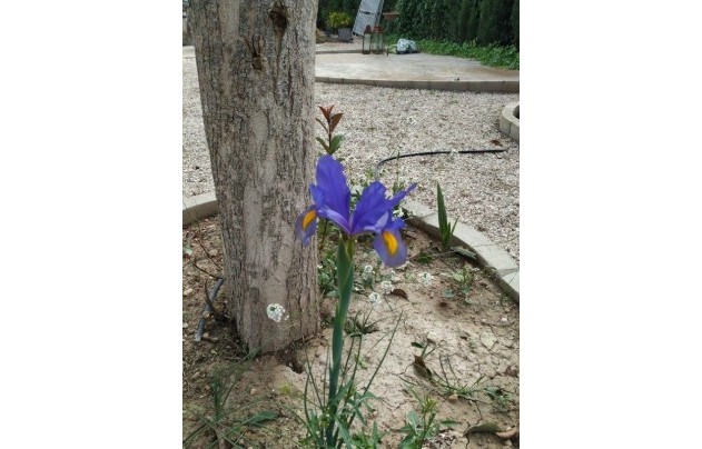 Resale - Villa - Crevillente