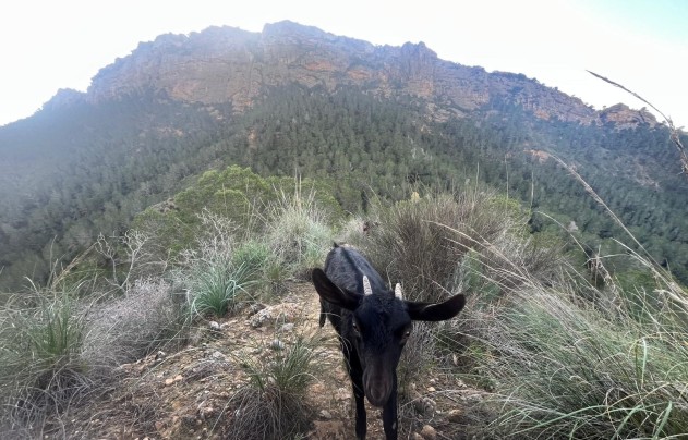 Resale - Villa - Gea Truyols - Gea y Trujols