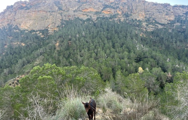 Resale - Villa - Gea Truyols - Gea y Trujols