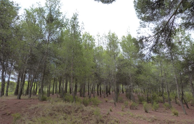 Revente - Villa - Ibi - Ibi - Country