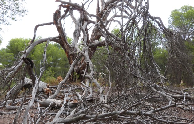 Revente - Villa - Ibi - Ibi - Country