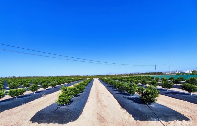 Resale - Villa - San Miguel de Salinas