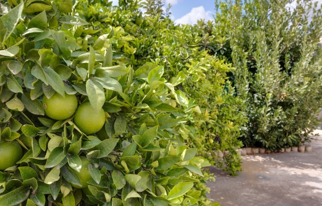 Reventa - Villa - Orihuela