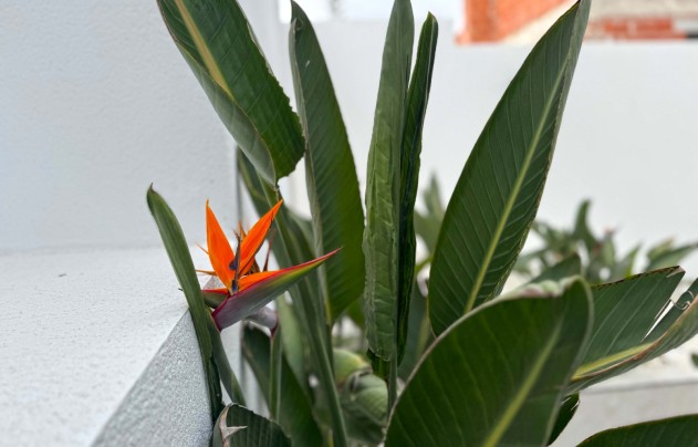 Resale - Villa - Torrevieja - Los Balcones